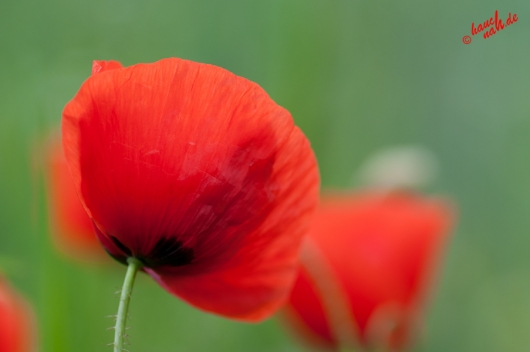 Klatschmohn im Sommerwind Klatschmohn im Sommerwind