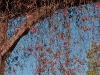 Der Blättervorhang lichtet sich - Ranken in einem Torbogen in Kommern