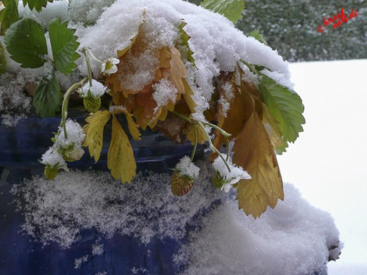 Sie gibt nicht auf - Erdbeere im Schnee