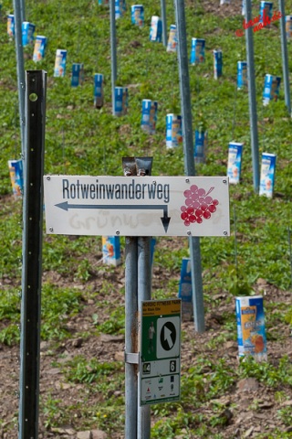 Rotweinwanderweg - Eistee-Plantage