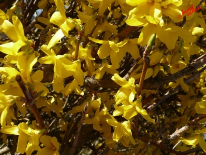 Frühlingsblüten Frühlingsblüten