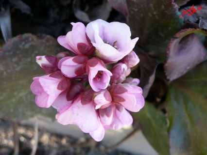 Frühlingsblüten Frühlingsblüten