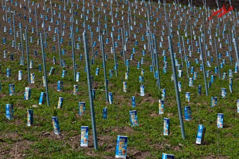 Eistee-Plantage Eistee-Plantage