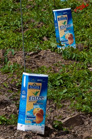 Eistee-Plantage Eistee-Plantage