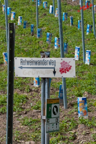 Rotweinwanderweg - Eistee-Plantage Rotweinwanderweg - Eistee-Plantage