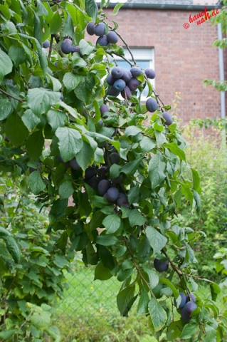 Pflaumenbaum - reiche Ernte Pflaumenbaum - reiche Ernte