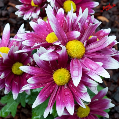 Margeriten - pink/weiß Margeriten - pink/weiß