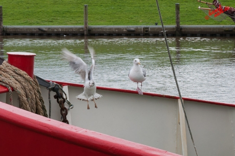 Fischkuttermöwenattacke Fischkuttermöwenattacke