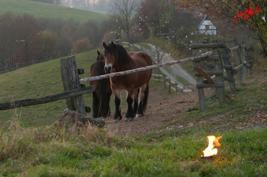 Zwei neugierige Gesellen am Wegesrand - Freilichtmuseum Lindlar am 11.11.2011 Zwei neugierige Gesellen am Wegesrand - Freilichtmuseum Lindlar am 11.11.2011