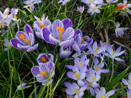 Krokusse Krokusse