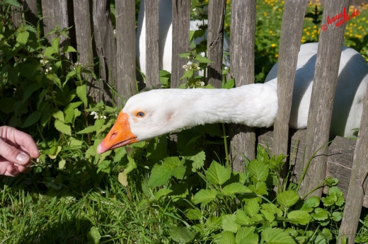 Das Kleeblatt in Nachbars Garten - Gänse im Freilichtmuseum Lindlar Das Kleeblatt in Nachbars Garten - Gänse im Freilichtmuseum Lindlar