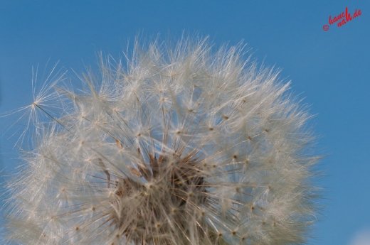 Pusteblume Pusteblume