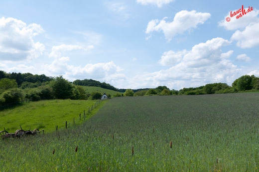 Getreidefeld im Bergischen Land Getreidefeld im Bergischen Land