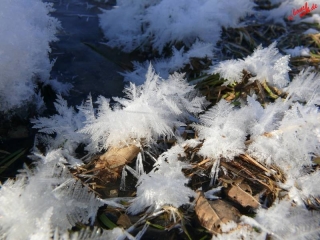 Eisblumen Eisblumen