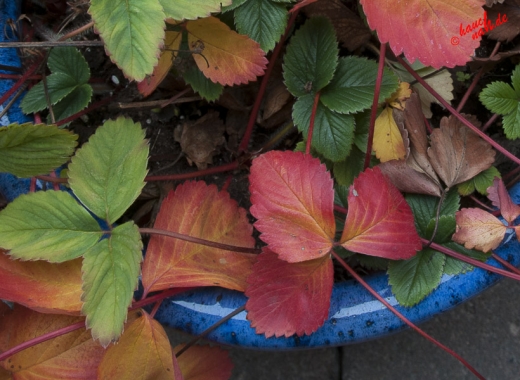Rote Erdbeeren im November Rote Erdbeeren im November