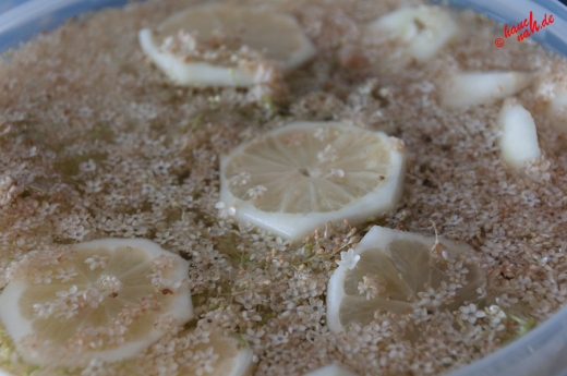 Holunderblütensirup - Ansatz aus Holunderblüten, Wasser und Zitronenscheiben Holunderblütensirup - Ansatz aus Holunderblüten, Wasser und Zitronenscheiben