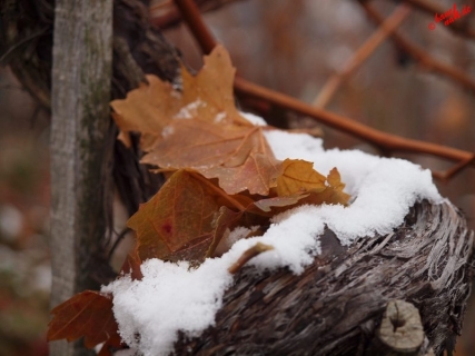 Eiswein
