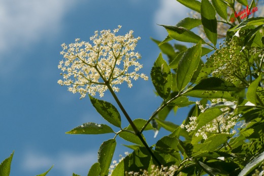 Holunderblüten