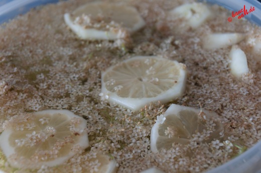 Holunderblütensirup - Ansatz aus Holunderblüten, Wasser und Zitronenscheiben
