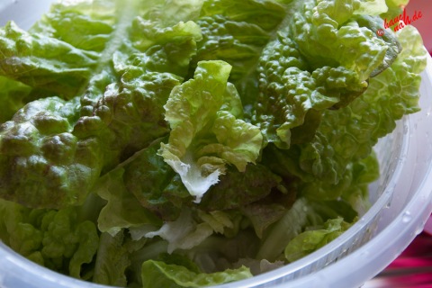 Pflückfrischer Salat