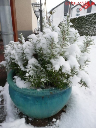 Winter-Rosmarin