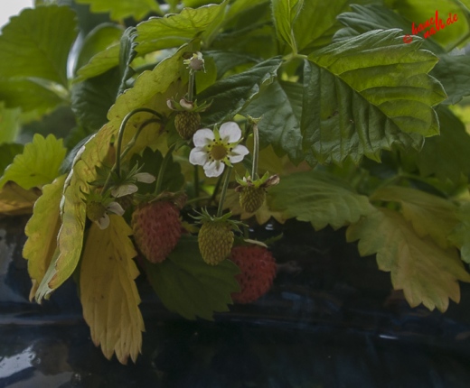 Eisbeeren  - Erdbeeren im November
