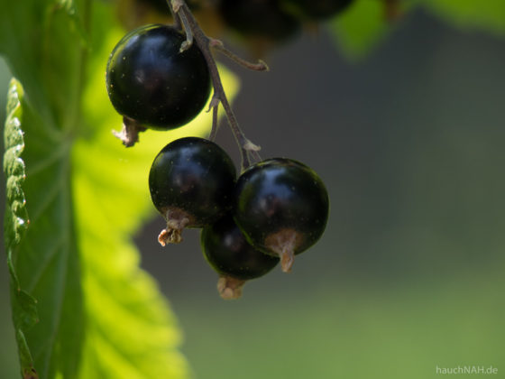 schwarze Johannisbeeren, köstlich - vom Strauch direkt in den Mund